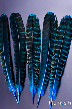 Paon bleu - 30-40 cm - turquoise-brun